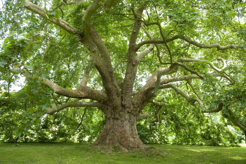 poetic setting for a Paris photoshoot