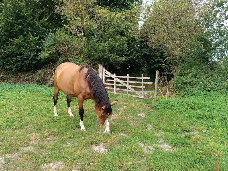 photo shoot session with horses in France capturing beautiful equestrian moments