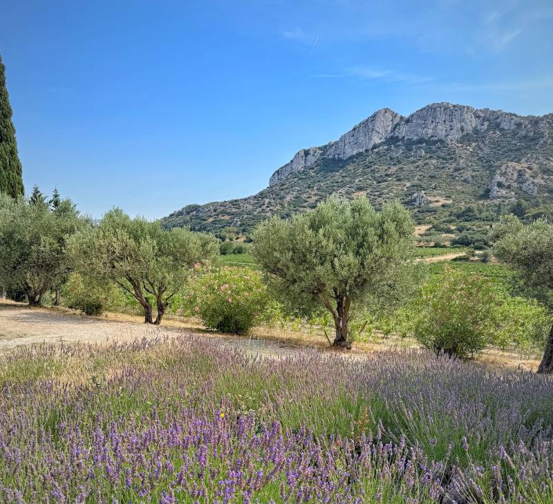 Lavender filming location in the beautiful and scenic landscapes of FRANCE